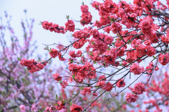 合肥三十岗桃花林