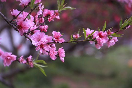 合肥三十岗桃花林