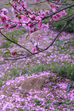 合肥三十岗桃花林