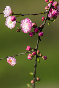 红色梅花特写