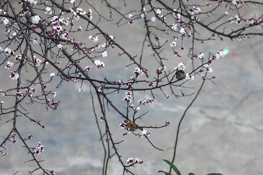 春天的花与鸟儿