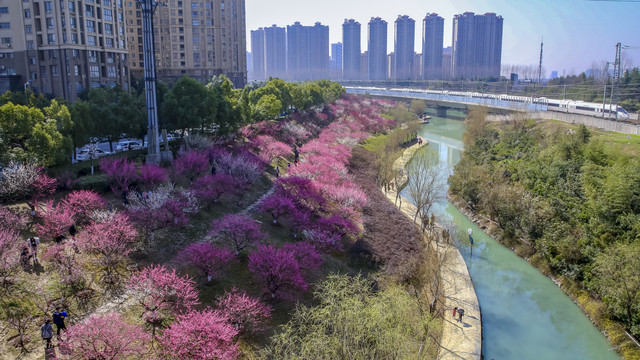 合肥匡河公园梅花林