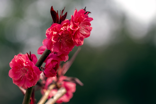 一枝绯红色桃花