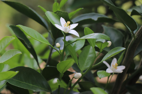 橙子花开