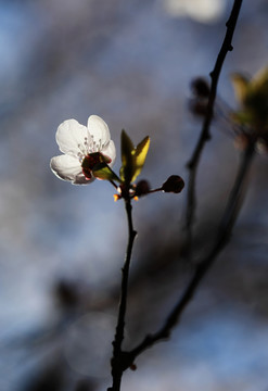 樱花