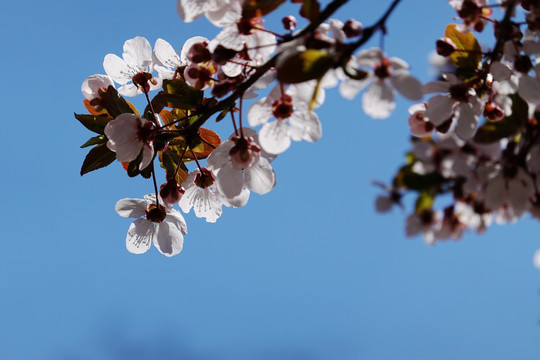 樱花