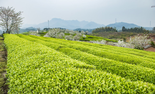 春季茶园