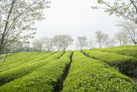 春季茶园