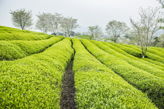 茶园风光