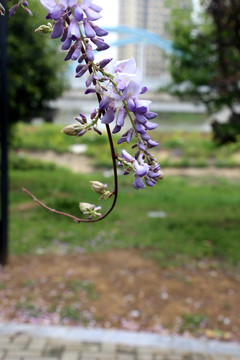 紫藤花开