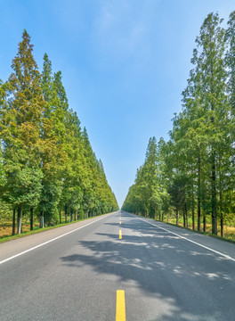 水杉公路