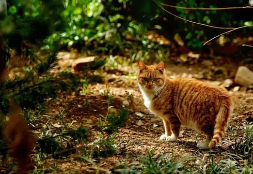 野猫