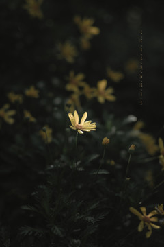 黄花小草