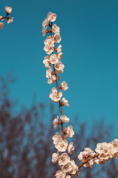 春天刚开的樱花