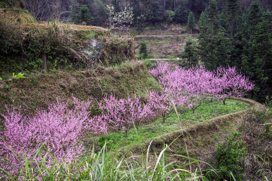 桃花林