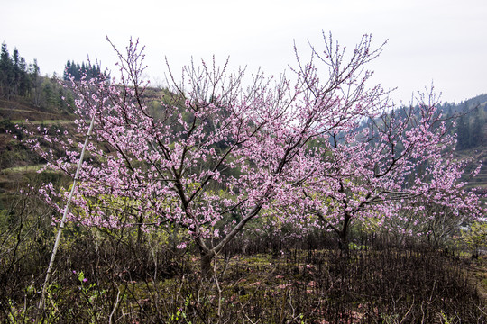 桃花树10