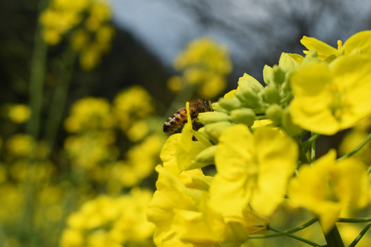 蜜蜂采蜜