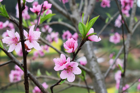 桃花