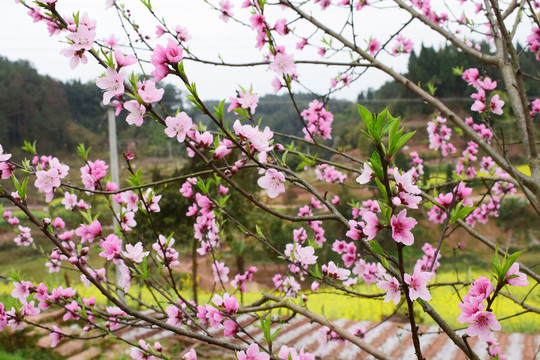 桃花