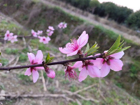 桃花枝叶