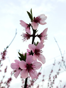 桃花特写