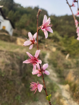 一枝桃花