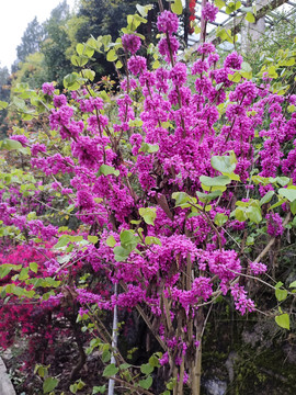 紫荆花树