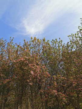 春天的花蓝天白云摄影图