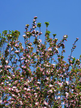 春天盛开的花蓝天白云