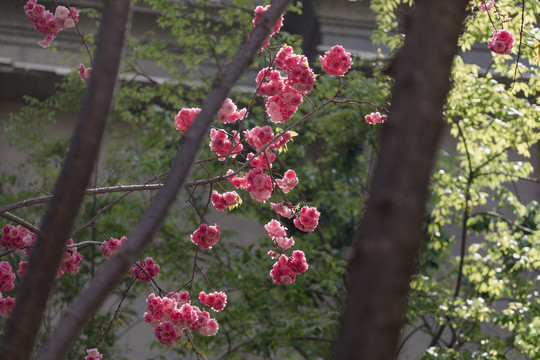 逆光下的樱花