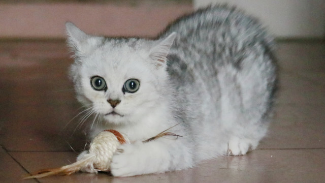 在玩球的猫