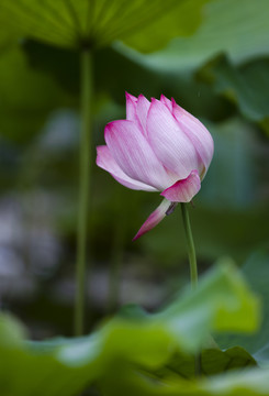 荷花特写