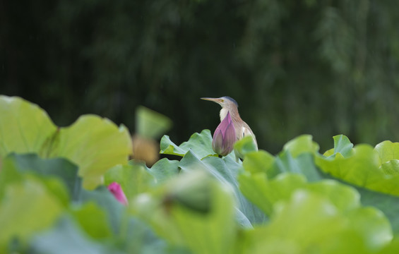 荷花塘与小鸟