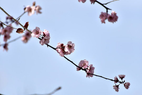 桃花盛开