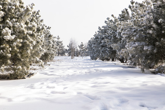 雪景