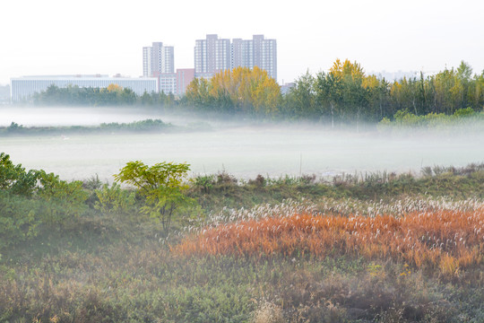 雾景