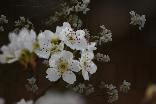 梨花李子花