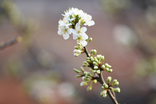 梨花李子花