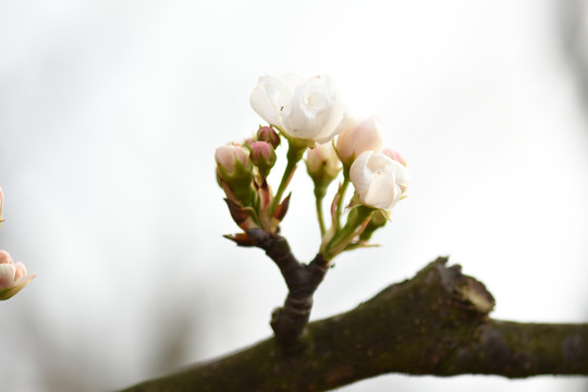 梨花李子花