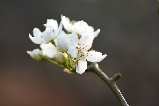 梨花李子花