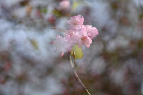 海棠花