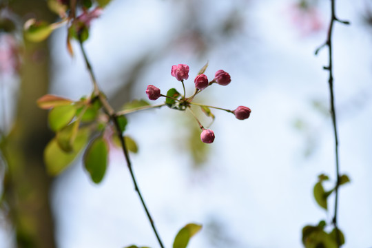 海棠花