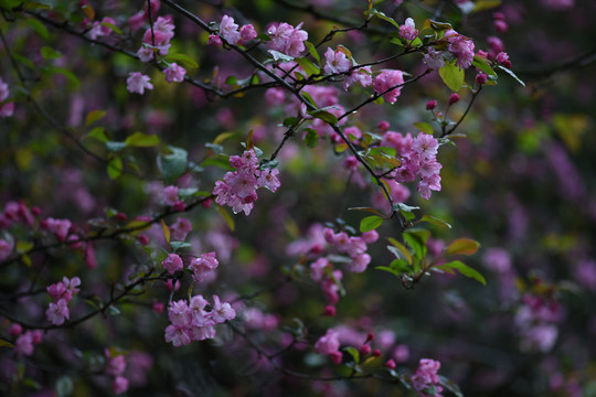 海棠花