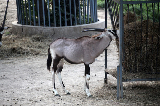 长角羚