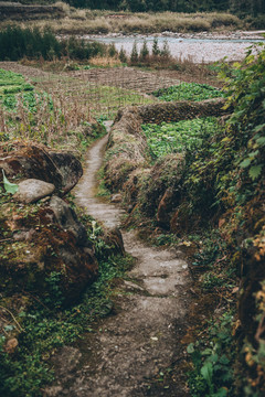 青苔路面