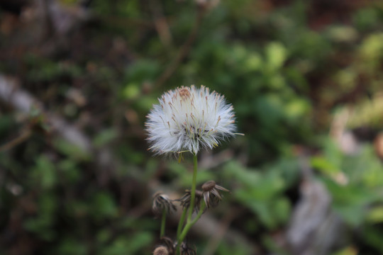 野茼蒿