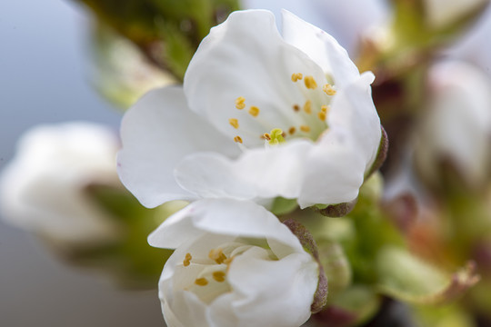 樱桃花微距