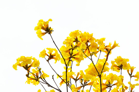 黄花风铃木