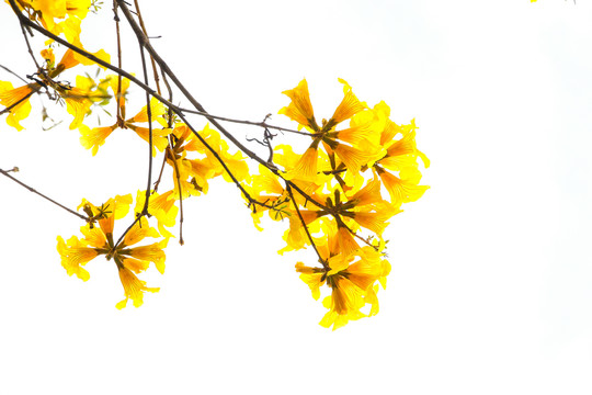 黄花风铃木