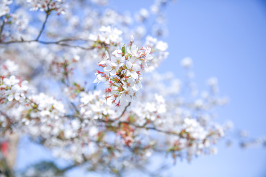 樱花